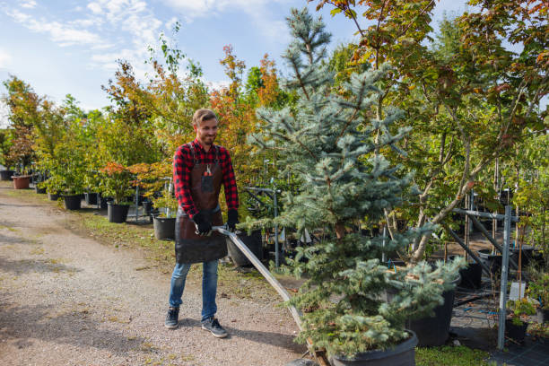 Best Tree Pruning Services  in Folsom, CA